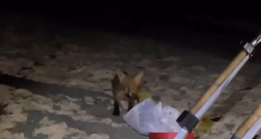 Лиса воровка повадилась за чужой добычей к рыбакам (ВИДЕО)