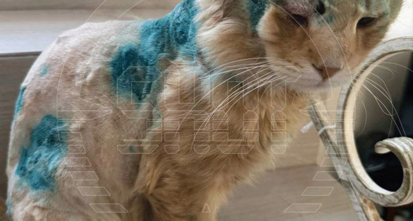 Серийный живодёр в Пушкино: кошек расстреляли из пневматической винтовки