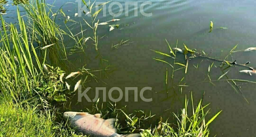 Южный парк в беде: массовый мор рыбы вызвал беспокойство