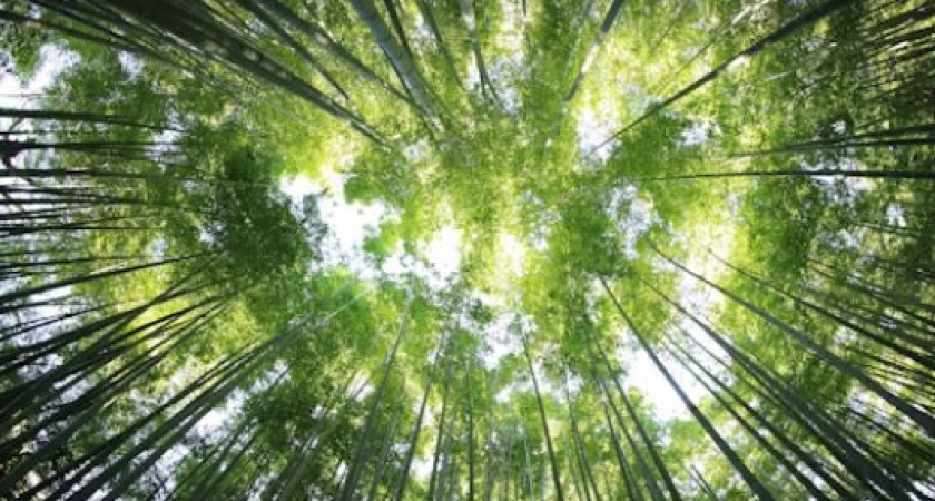 Трагический исход грибной охоты: в лесу Гвардейского района найдено тело пропавшего мужчины