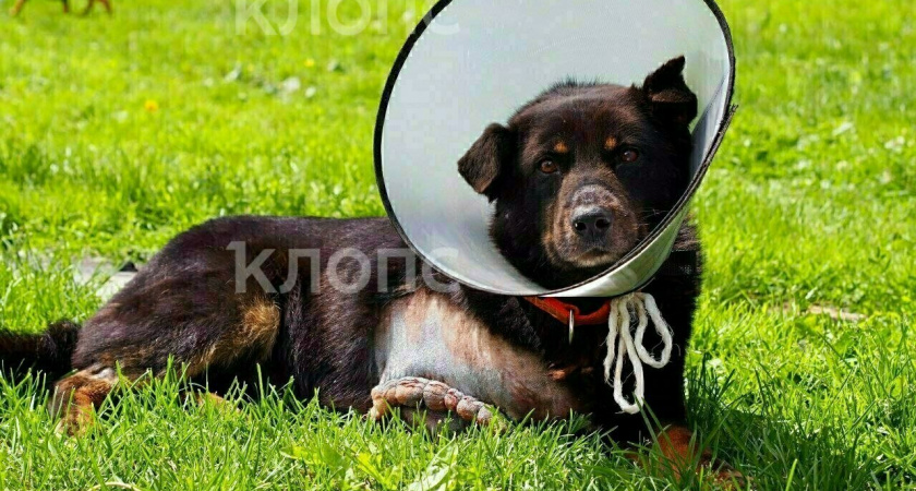 В Калининграде нужна помощь собаке с ампутированной лапой, над которой издевались живодеры (ВИДЕО)