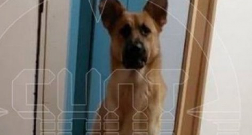 Настоящие безумие! Целых пять дней отчаяния: жители Лобни спасают запертого пса (ВИДЕО)