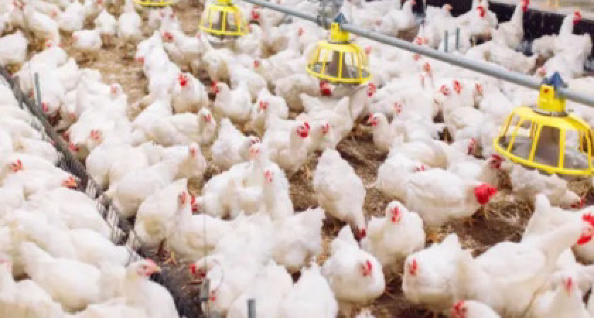 Смрад в микрорайоне Космодемьянского: жители угрожают бойкотом продукции