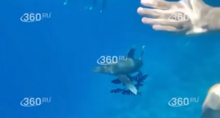 Акула в Красном море: закрыты пляжи в Шарм-эш-Шейхе