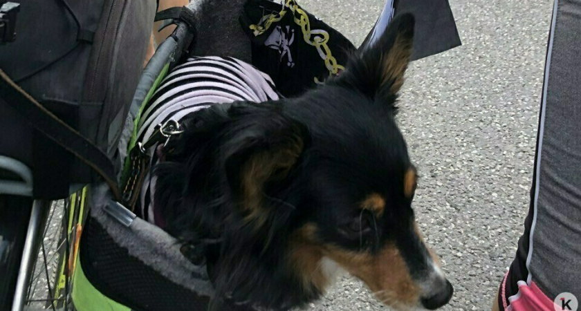 Подробности ДТП с велосипедистами: в  аварии погибла собака 