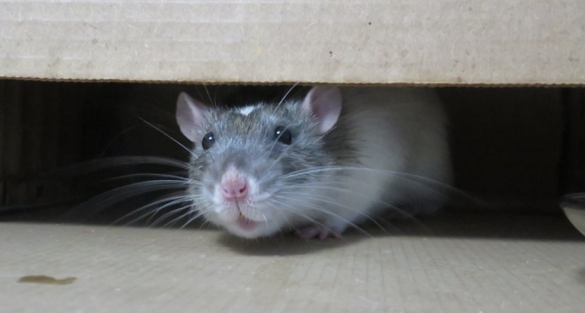 Что Роспотребнадзор обнаружил в калининградской школе №6 после жалоб учеников на крыс