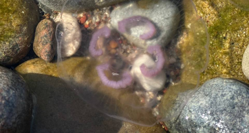 Медузы Балтийского моря: насколько они опасны и что делать после укуса 