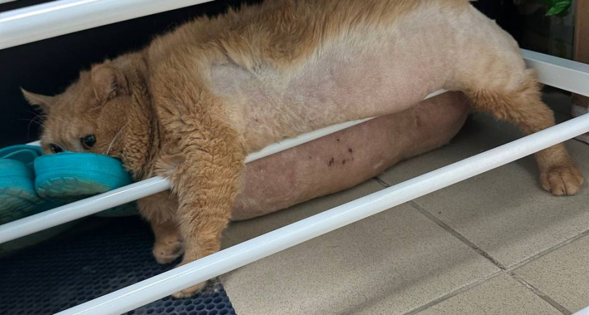 Похудевший кот Крошик решил сбежать из клиники, но потерпел неудачу: что помешало побегу 