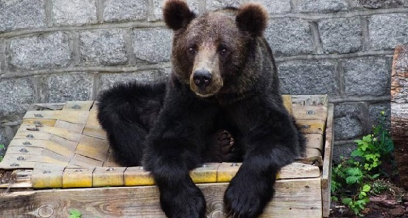 Печальная новость из Калининградского зоопарка: умерла медведица Настя
