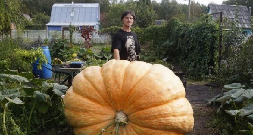 Александр Чусов и его 817-килограммовое чудо: история подмосковной супер-тыквы