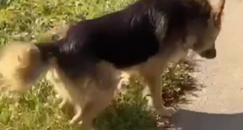 Четвероногая драма: Как Калининград объединился ради пса-инвалида