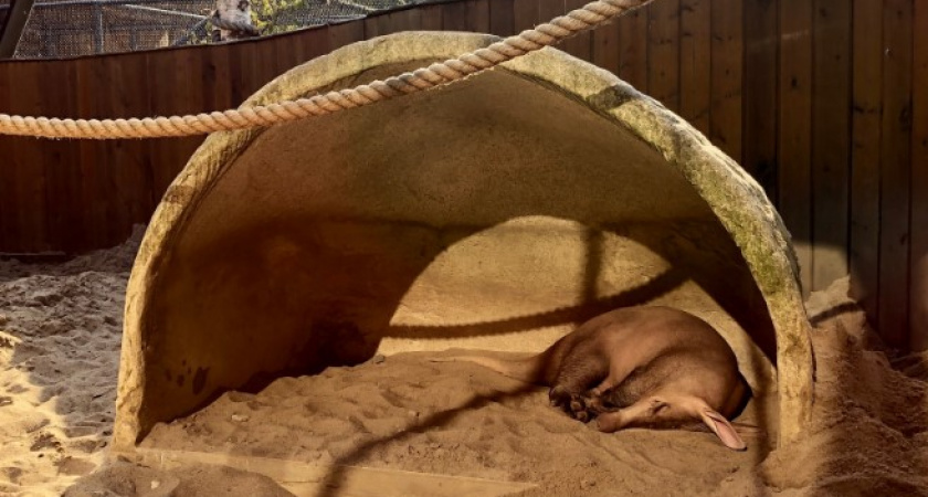 В Калининградском зоопарке изменился режим работы: что нужно знать посетителям