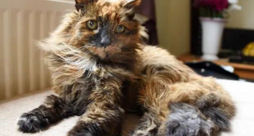 Самая старая кошка в мире скончалась в Великобритании