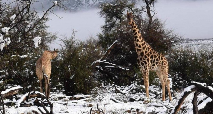 Настоящий апокалипсис: что сейчас происходит в ЮАР из-за сильнейшего снегопада
