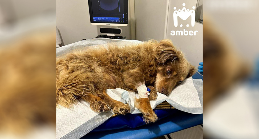 В теле застряли пули. История спасения бедной собаки, которую сбили под Правдинском