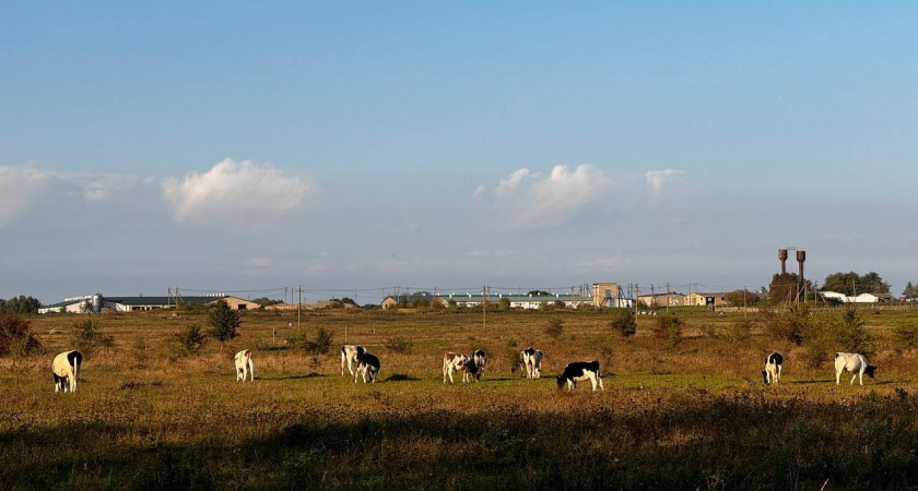 Тепло начинает отступать. Прогноз погоды в Калининграде на 25 сентября