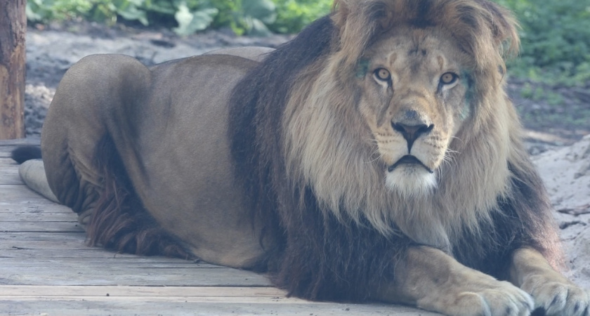 В Калининградском зоопарке лев Тигран вышел на первую прогулку
