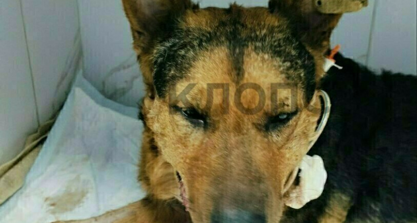 Волонтеры просят о помощи: спасенным собакам требуется дорогостоящая реабилитация