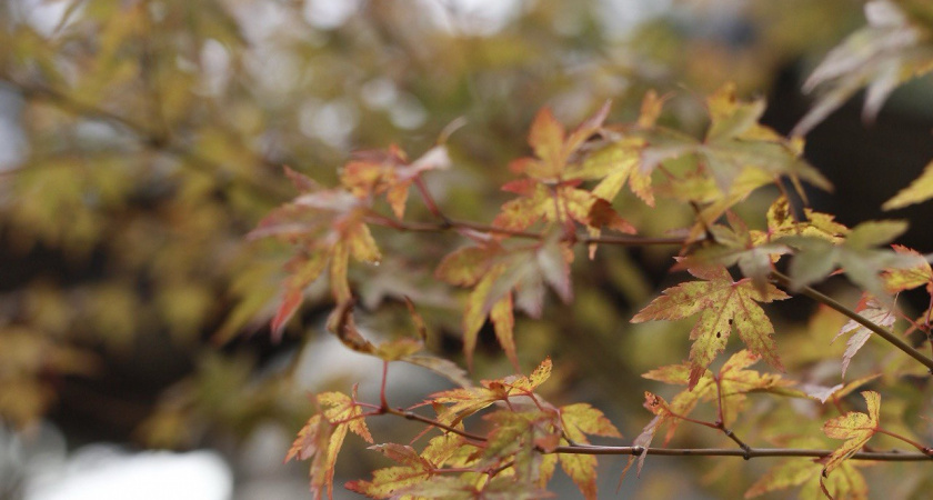 Выходные и праздничные дни в октябре 2024 года: выгодно ли брать отпуск в этом месяце