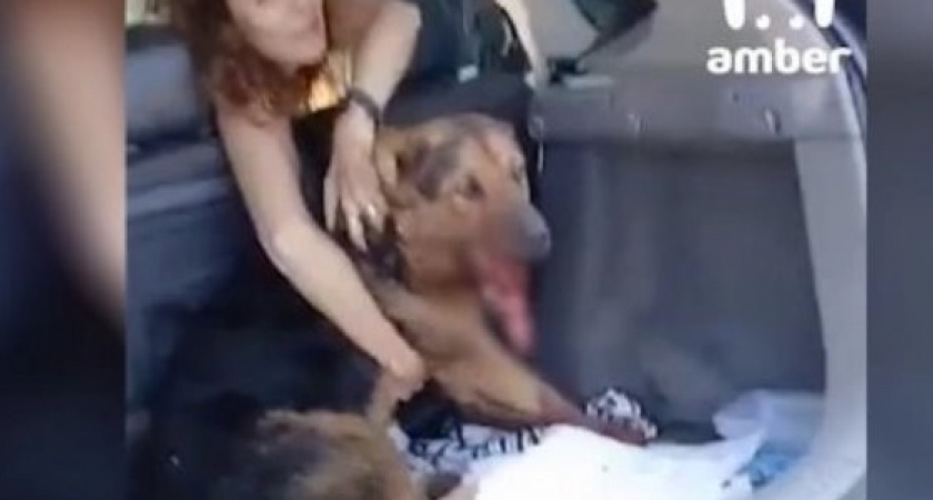 Отстрел собак в Калининграде и встреча бесстрашного самокатчика с медведем: Чем запомнилась эта неделя