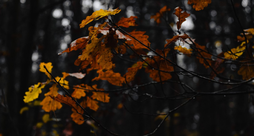 Погода в начале октября 2024 года в России: ждать ли возвращения бабьего лета