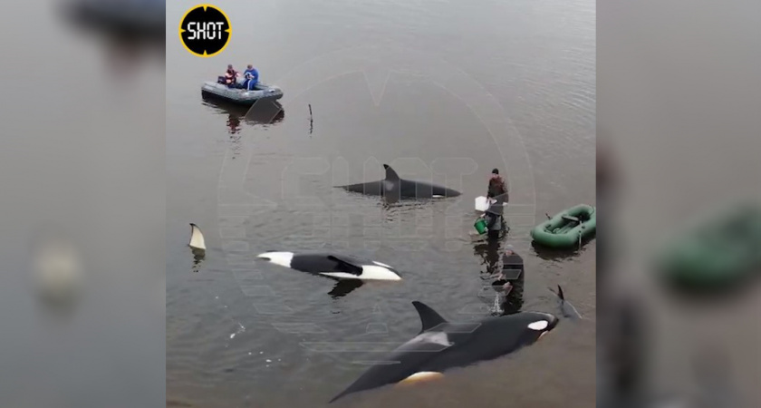 Животные в ловушке: прямо сейчас на Камчатке проходит операцию по спасению целой семьи косаток