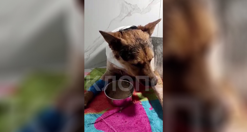 Стало известно о состоянии пса Джульбарса, которого чуть не убили в поселке под Калининградом