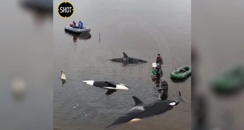 Спасательная операция на Камчатке завершена: что известно о судьбе косаток