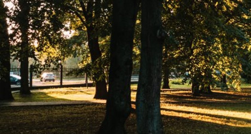 Синоптики рассказали, какую погоду в Калининграде сегодня можно ждать