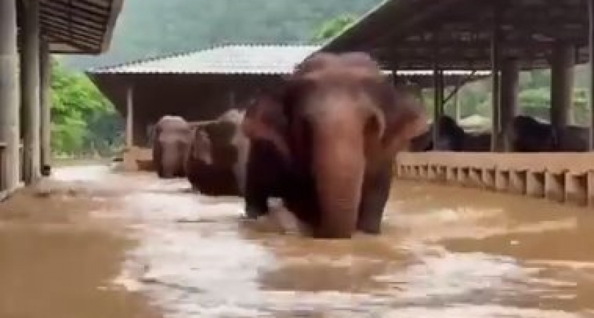 Слоны в беде: беспрецедентная спасательная операция развернулась в Таиланде