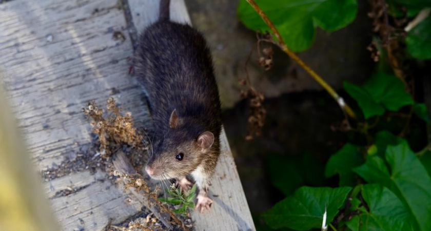 Нашествие крыс: озеро Поплавок в Калининграде буквально превратилось в царство грызунов