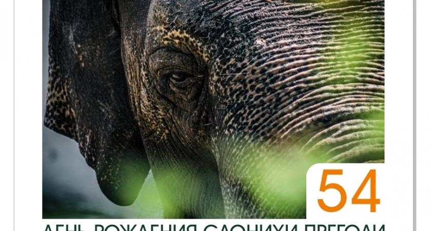 Что подарит Калининградский зоопарк на 54-летний день рождения слонихе Преголи
