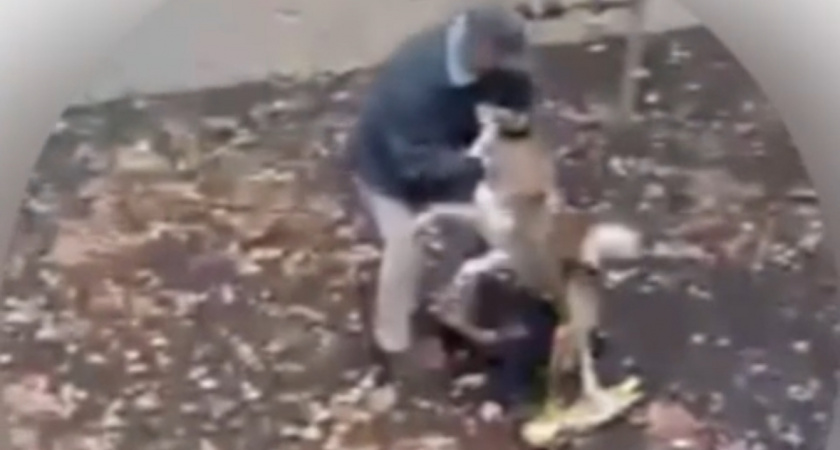 В Тульской области на детской площадке бездомная собака напала на 2-летнюю девочку