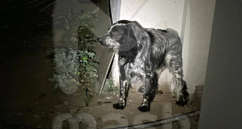 Десятки волонтеров вышли на поиск собаки, хозяев которой расстреляли минувшим вечером