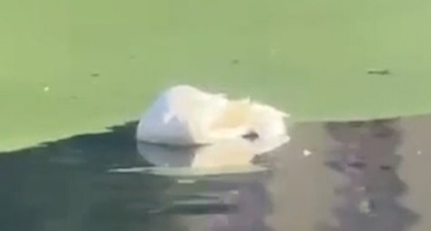 Печальная судьба лебедей: год спустя на отравленном водоеме