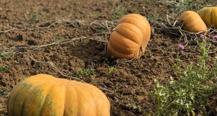 Сельское хозяйство Калининграда: Стратегия роста до 2030 года