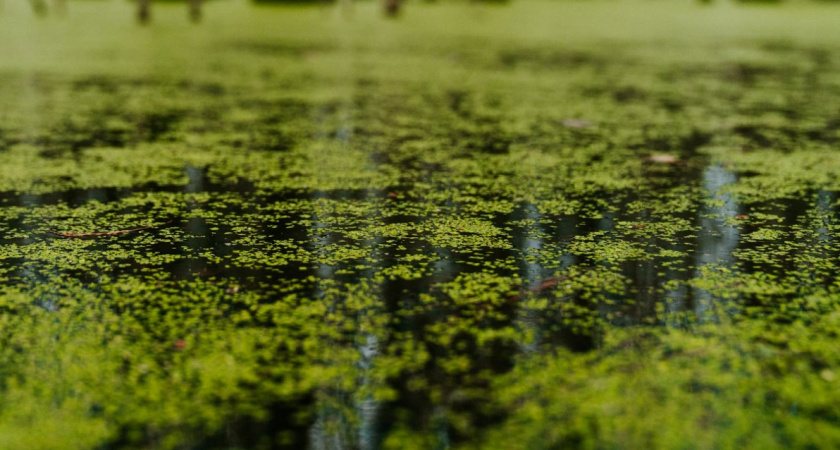 От Голубой реки веет не прохладой, а вонью: калининградцы возмущены ситуацией в центре города