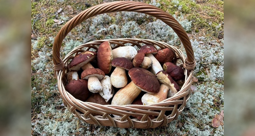 Корзины полные чудес: калининградцы поделились результатами «тихой охоты» в Краснознаменском районе