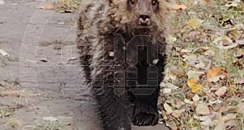 Опасным и агрессивным зверем оказался маленький и истощенный медвежонок: что произошло в Пензе