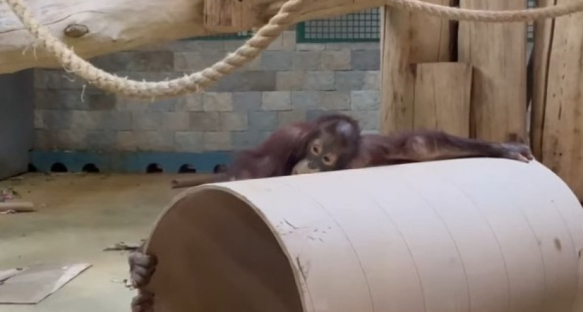 Когда Калининградский зоопарк перейдет на зимний режим работы. Новое расписание и актуальные данные