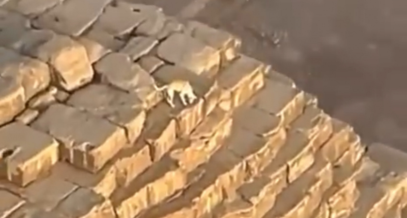 В Гизе на вершине пирамиды Хеопса был обнаружен живой пес 