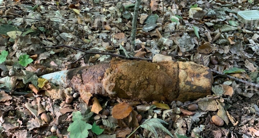 Неожиданная опасность: в лесу Зеленоградского района местная жительница сделала опасную находку