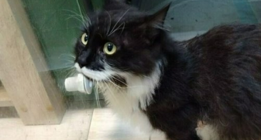 Как "Дом одиноких кошек" дарит новую жизнь отверженным животным