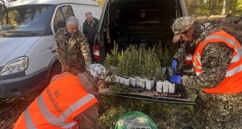 Городские леса растут: Калининград инвестирует в зеленое будущее