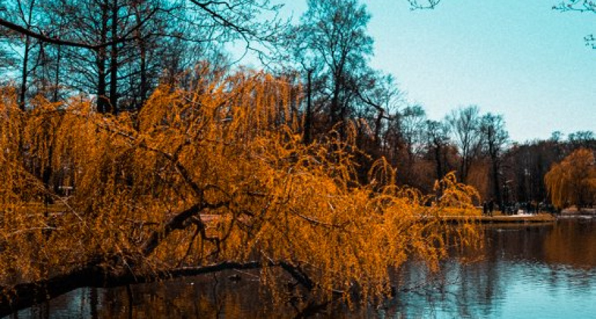 Прогноз погоды: Какую погоду можно ждать сегодня в Калининграде, 20 октября