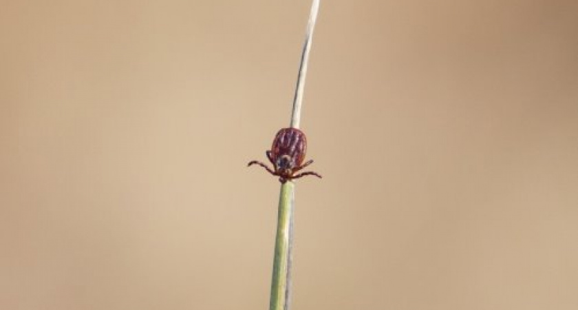 Роспотребнадзор: 4417 обращений за медпомощью из-за укусов клещей в Калининградской области