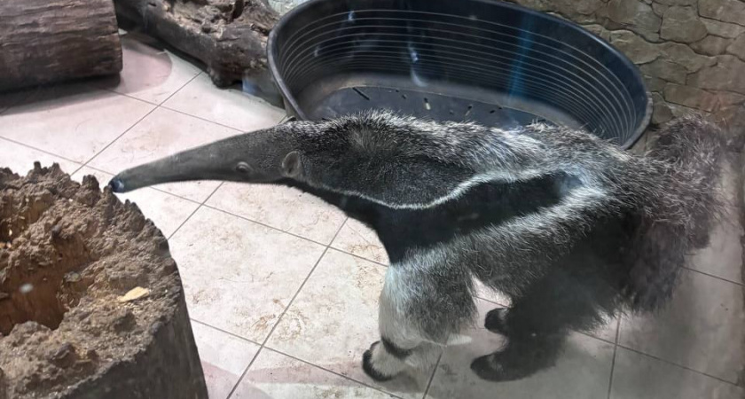 Печальная новость из Калининградского зоопарка: внезапно скончался малыш муравьеда