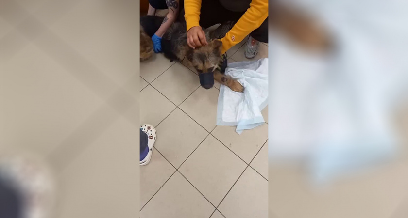 «Волочил ее по дороге» Как фермер под Зеленоградском издевался над собакой после ее нападения на ягненка