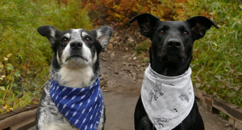 Из-за чего владельцев животных в Мамоново просят не выгуливать питомцев 1 ноября