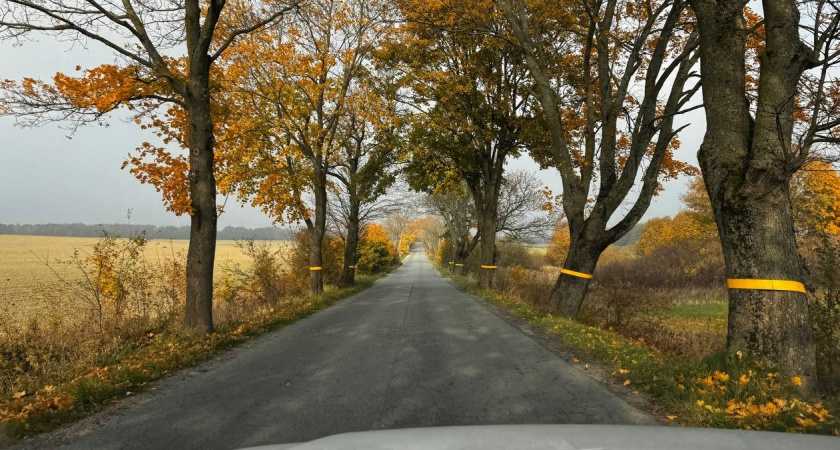 Деньги в асфальте: какую сумму выделили власти на содержание дорог в Калининградской области